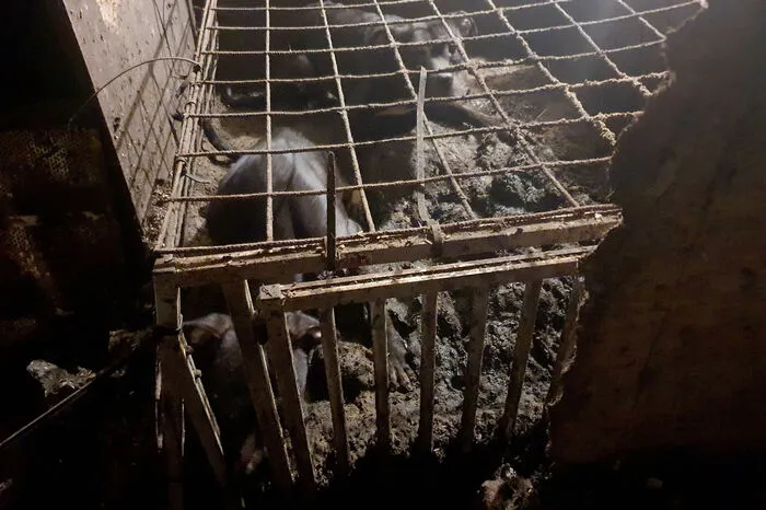 Der ORF zitierte einen Bericht des Tierparadieses Schabenreith aus Steinbach am Ziehberg (Bezirk Kirchdorf), demzufolge die Hunde abgemagert, von Bisswunden übersät und verstört waren. 
