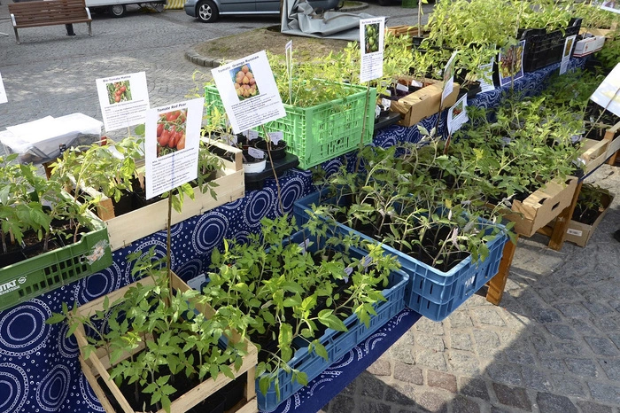 ...und deckten sich mit Jungpflanzen für den eigenen Garten ein.