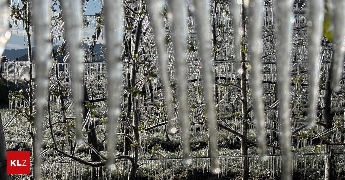 Erste-Frostn-chte-Kirschenbauer-Sind-mit-einem-blauen-Auge-davongekommen-