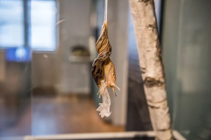 Tigerschnegel (Schnecken) paaren sich von einem Baum hängend eng umschlungen.