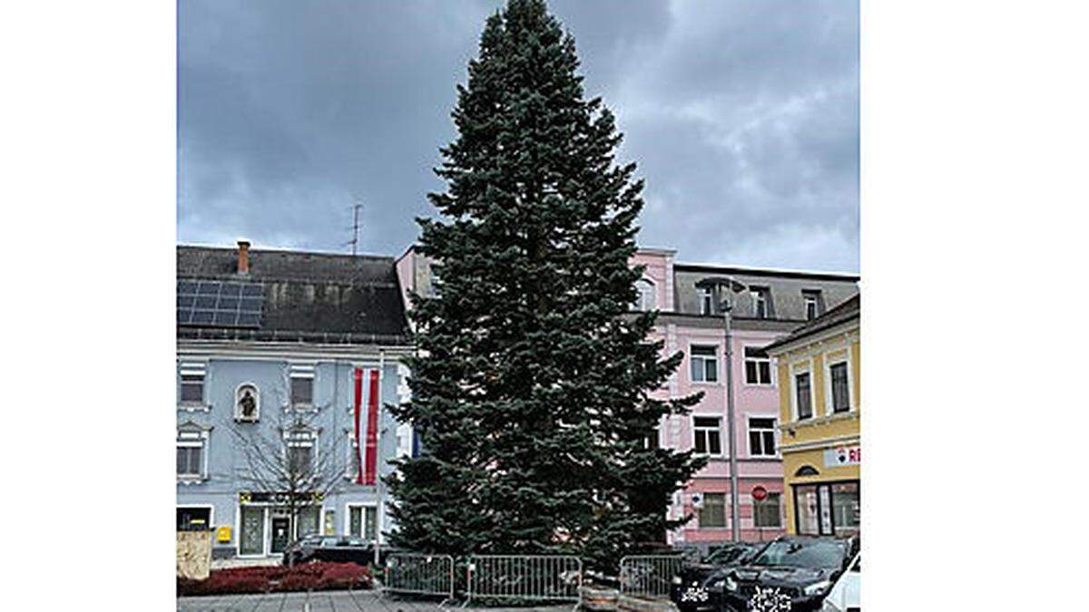 Die rund 20 Meter hohe Tanne sorgt schon für etwas Weihnachtsstimmung in Völkermarkt