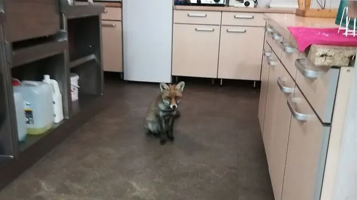 Dieser kleine Fuchs ist abendlicher Hausgast in der Hans-Wödl-Hütte 