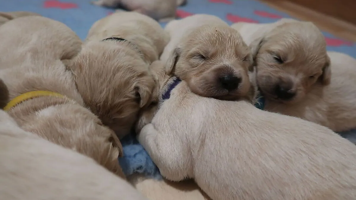 Die Welpen sind elf Tage alt und beginnen ihre Augen zu öffnen. Jetzt schlafen sie die meiste Zeit	
