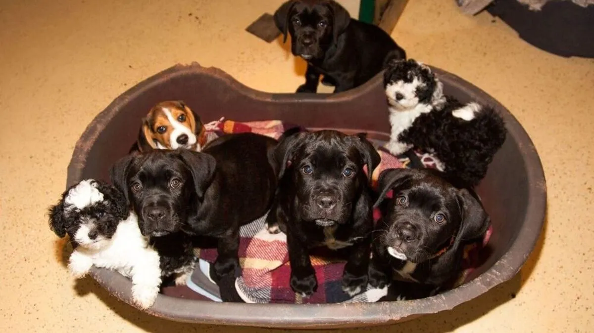 Diese Welpen sollten illegal gehandelt werden