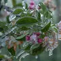 Frostberegnung ist ein Vorgang, der kostspielig ist und perfekt beherrscht werden muss