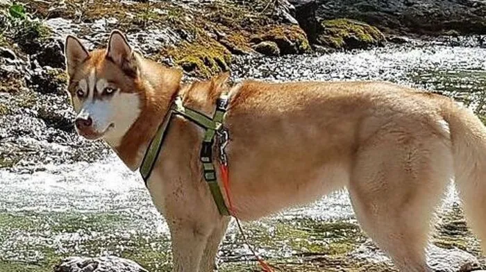 Tauchte wieder auf: Husky "Luna"