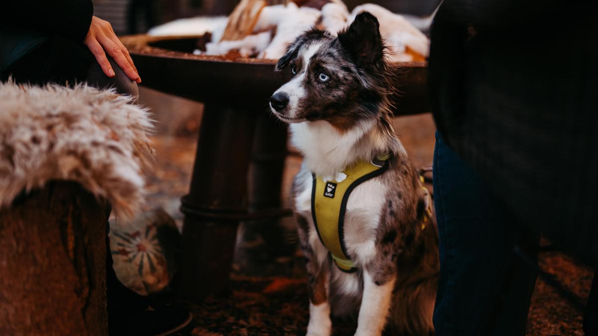 Tiere sind beim Fellnasenadvent willkommen, für sie gibt es spezielle Rückzugsorte im Innenhof der Villa Bulfon