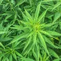 Cannabis oder Hanf hat auch viele Wirkstoffe, die medizinisch von Bedeutung sind. 