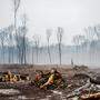 Brandbeschleuniger für Infektionskrankheiten: Die globale Abholzung der Wälder