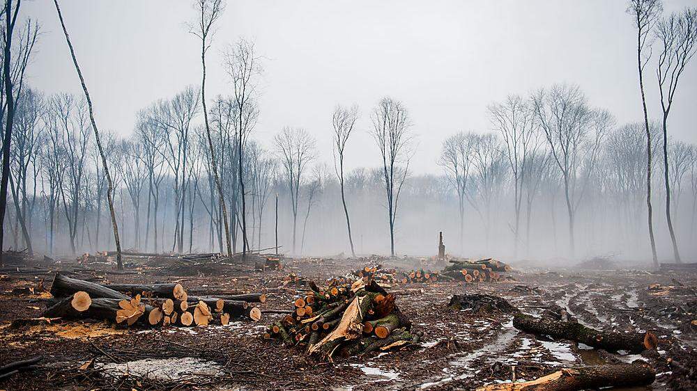Brandbeschleuniger für Infektionskrankheiten: Die globale Abholzung der Wälder