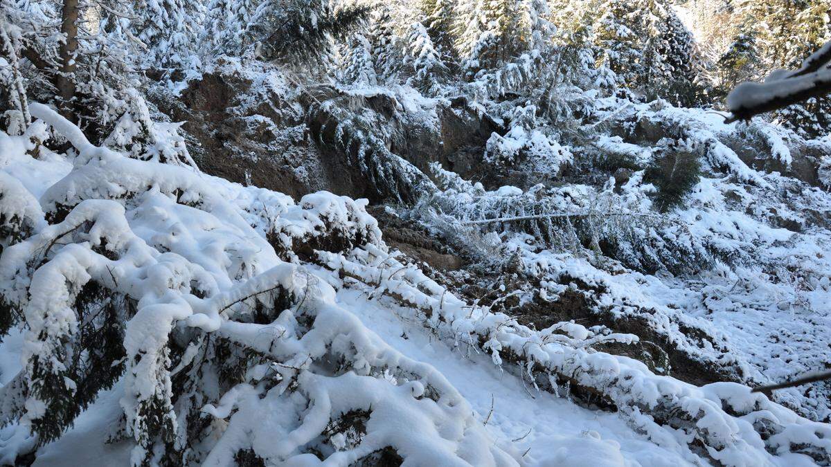 Umgestürzte Bäume zeugen von der Rutschung eines Hanges nordwestlich von Weißenbach bei Liezen