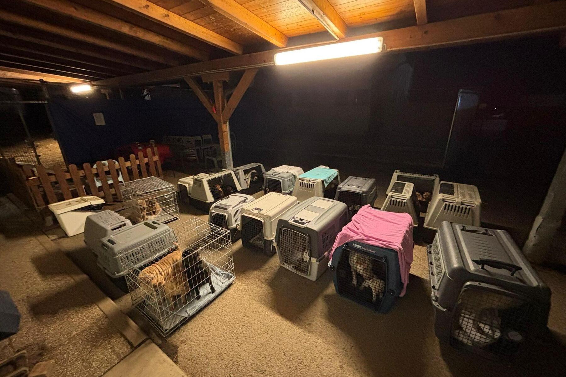 Steirischer Züchterin wurden mehrere Dutzend Hunde abgenommen