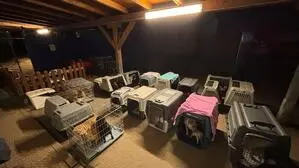 Das Bild zeigt die Hunde in Transportboxen bei der Ankunft in der Arche Noah