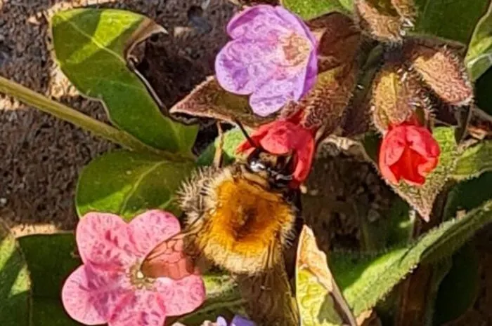 Waltraud Wetzelhütter aus Falkenstein bei Fischbach hat diese Hummel beim Naschen erwischt.