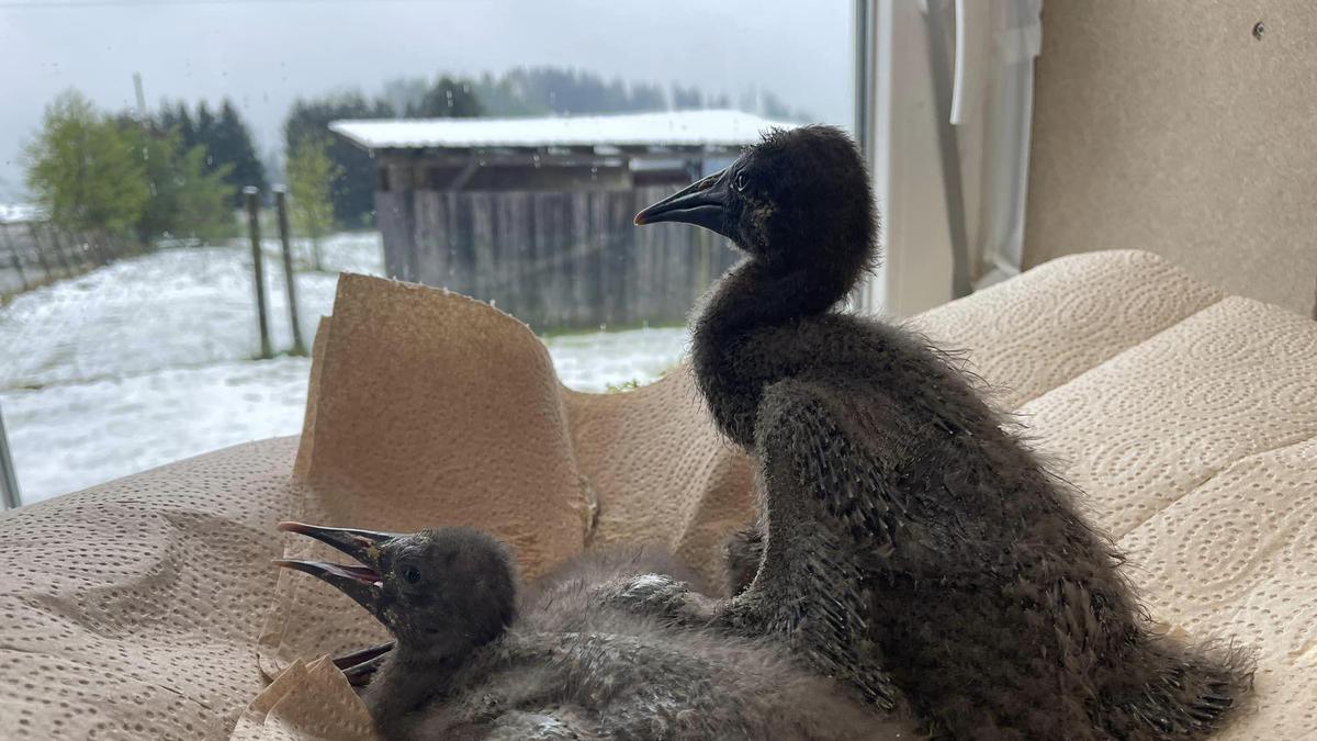 Neugierig beäugen die Waldrapp-Küken ihre Umgebung