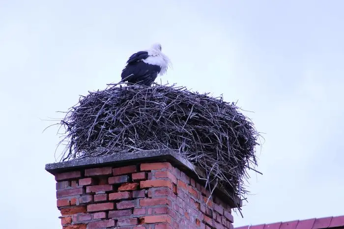 In Bärnbach ist der Storch am 21. März gelandet