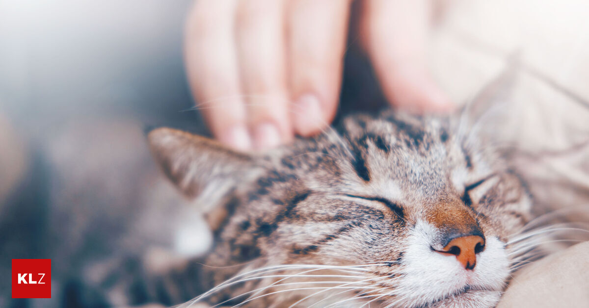 Was Bedeutet Es Wenn Katzen Schnurren www.kleinezeitung.at