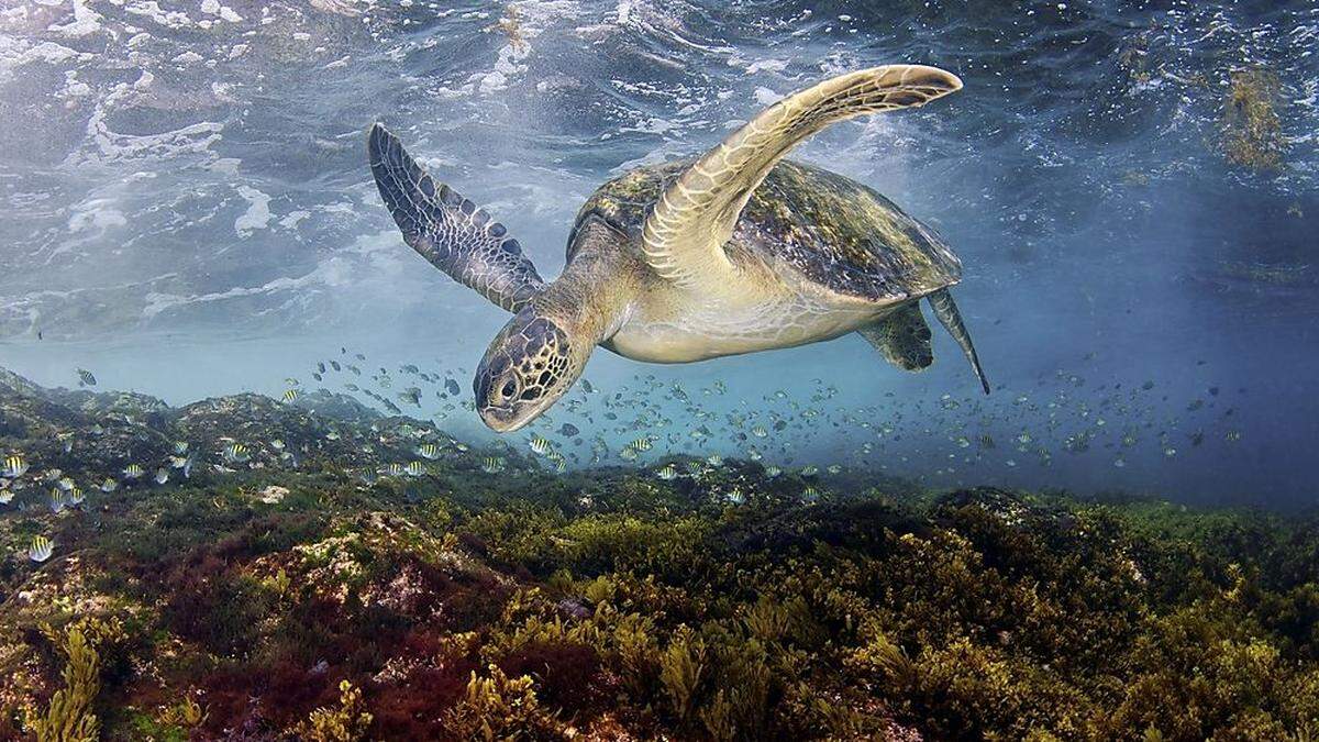 Eine unechte Karettschildkröte auf dem Weg nach Zakynthos 