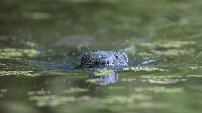 Biber streckt den Kopf aus dem Wasser