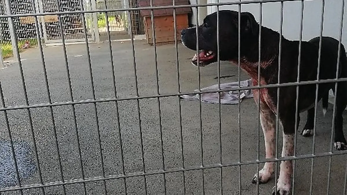 American Staffordshire Terrier "Cesar"