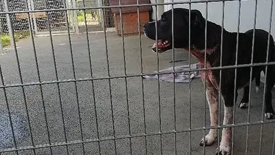 American Staffordshire Terrier "Cesar"