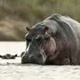 Nilpferde können ausgesprochen aggressiv werden, wenn es um die Verteidigung ihres Reviers geht