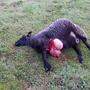 Dieses Schaf wurde am 5. Mai in der Ortschaft Rakowitzen in Stall gerissen