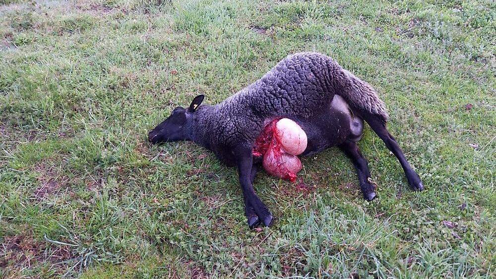 Dieses Schaf wurde am 5. Mai in der Ortschaft Rakowitzen in Stall gerissen
