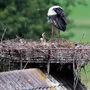 Die Kleinen werden von den Storcheneltern mit Fröschen oder Mäusen versorgt 