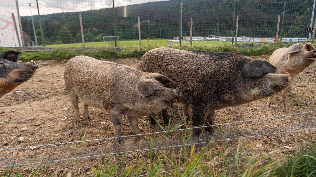 Nur die Schweine wussten, was an diesem Tag im Jahr 1962 in Judenburg-Murdorf wirklich passiert ist