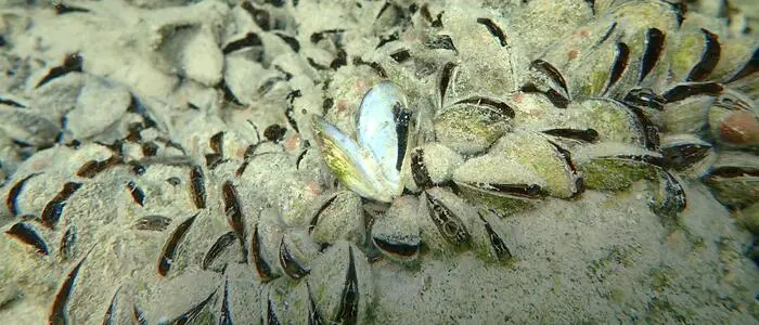 Muscheln im Wasser