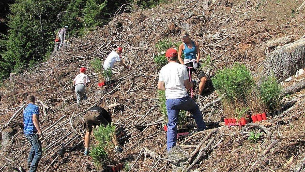 Die Verjüngung der Bergwälder ist eines der Ziele des Alpenvereins