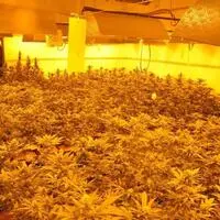 In der eigenen Wohnung hatte ein Osttiroler Cannabis angebaut (Symbolbild)