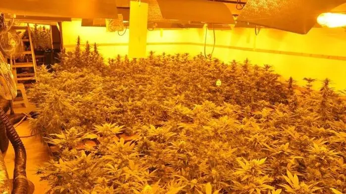 Eine Indoor-Cannabis-Plantage