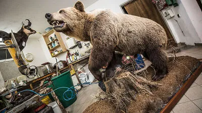 Eric Leitner hat den Bären präpariert