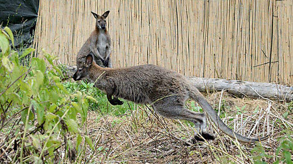 Wieviele Känguru’s sehen Sie hier?