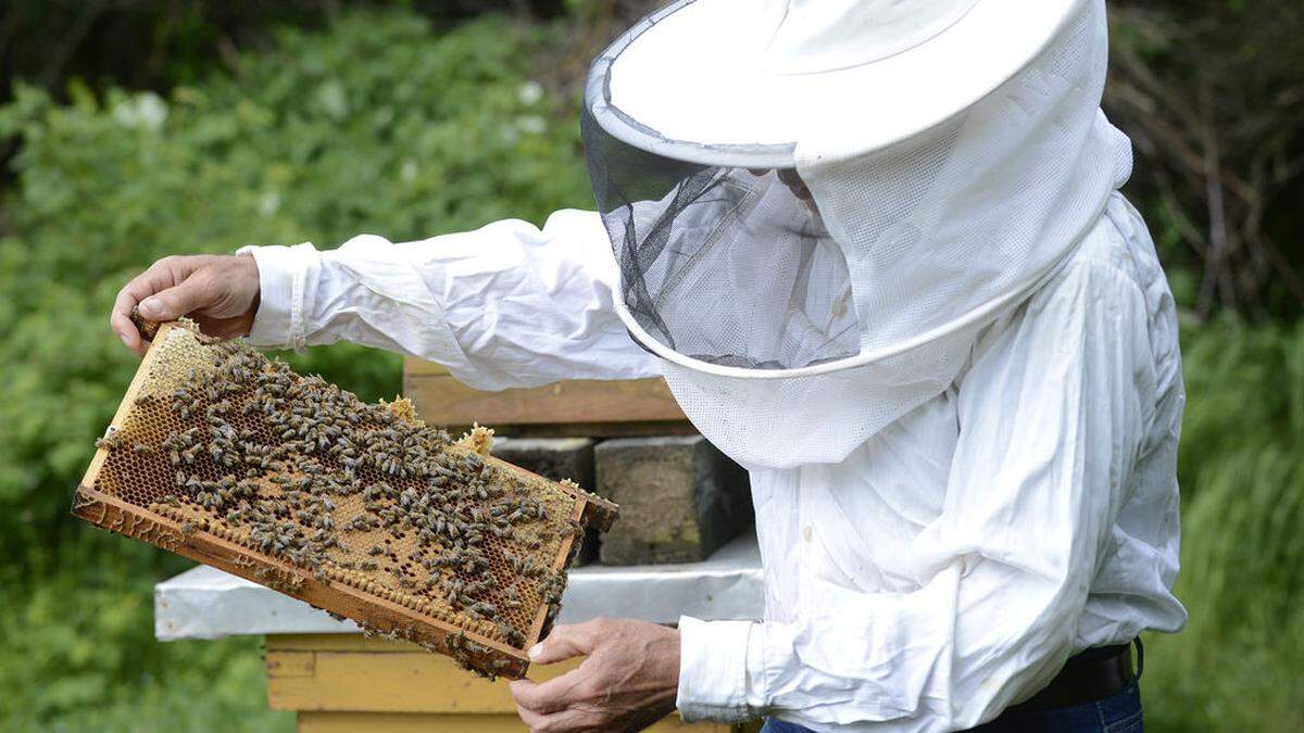 Bienenzüchter hoffen, dass sie noch lange vom kleinen Beutekäfer, der gerade in Italien sein Unwesen treibt, verschont bleiben	