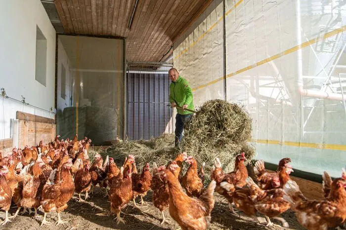Auch 5500 Legehennen leben am Betrieb