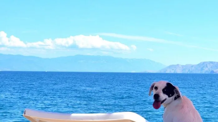 Nur wenige Autostunden von Österreich entfernt ist Kroatien ideal gelegen für einen Urlaub mit Hunden. Anstatt zu Hause bleiben zu müssen, kann der geliebte Vierbeiner es sich auf einer Hundeliege am exklusiven Hundestrand in Crikvenica gemütlich machen.