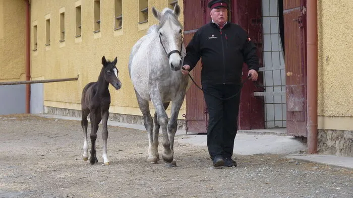 Genau drei Tage nach der Geburt zeigte sich das erste Lipizzanerfohlen, das 2017 im Gestüt Piber auf die Welt kam, der Öffentlichkeit.