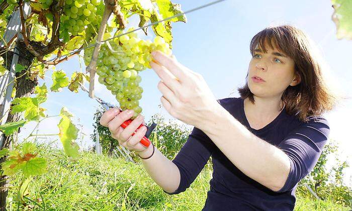 Katharina Tinnacher bewirtschaftet in der Südsteiermark ein Familienweingut mit 27 Hektar 