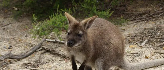 Wallaby (Sujetfoto)