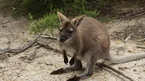 Wallaby (Sujetfoto)