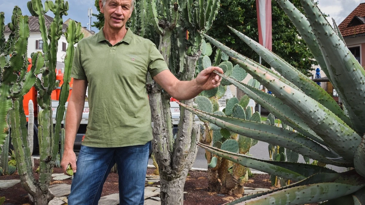 Rudolf Knees gestaltet in St. Veit eine Kakteenlandschaft