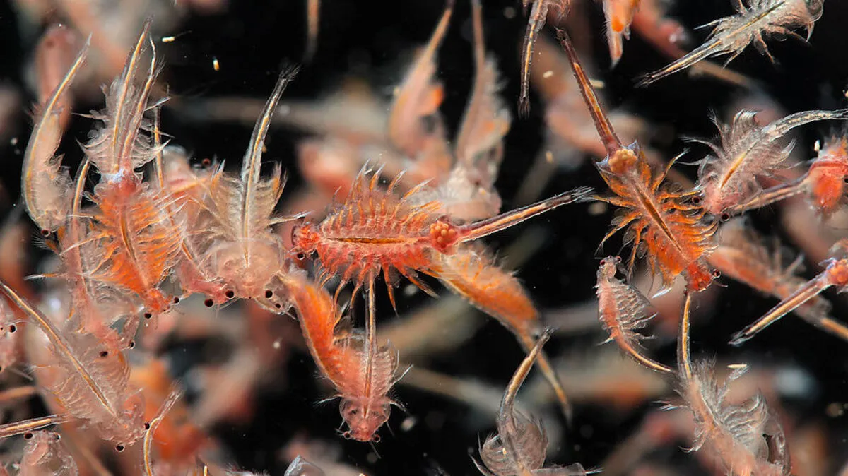 Krebs der Gattung Artemia: Kein Sex ist auch keine große Sache