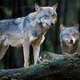 22 Wolfsindividuen wurden in Kärnten heuer per DNA nachgewiesen 