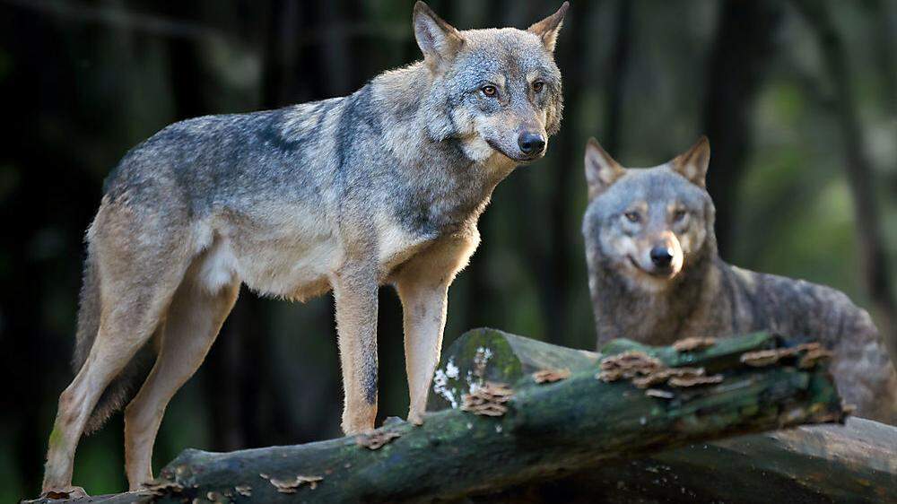 22 Wolfsindividuen wurden in Kärnten heuer per DNA nachgewiesen 