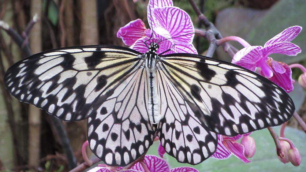 Exotische Schmetterlinge in Friaul 