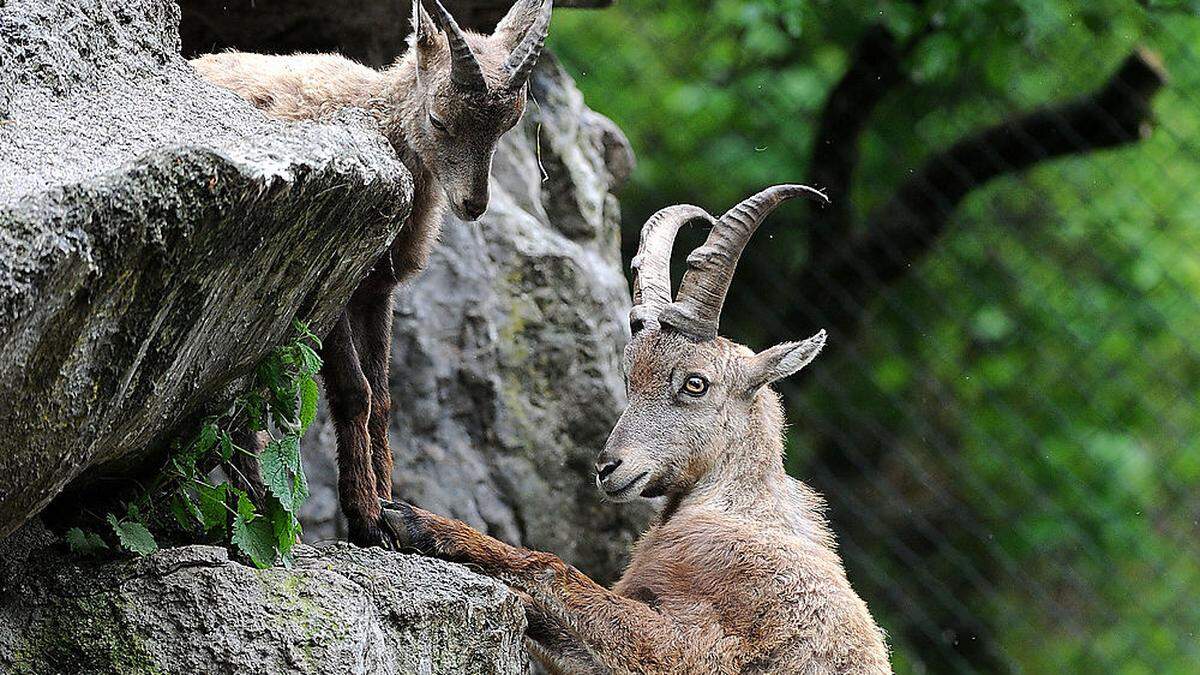 Sujetfoto: Steinbock mit Nachwuchs