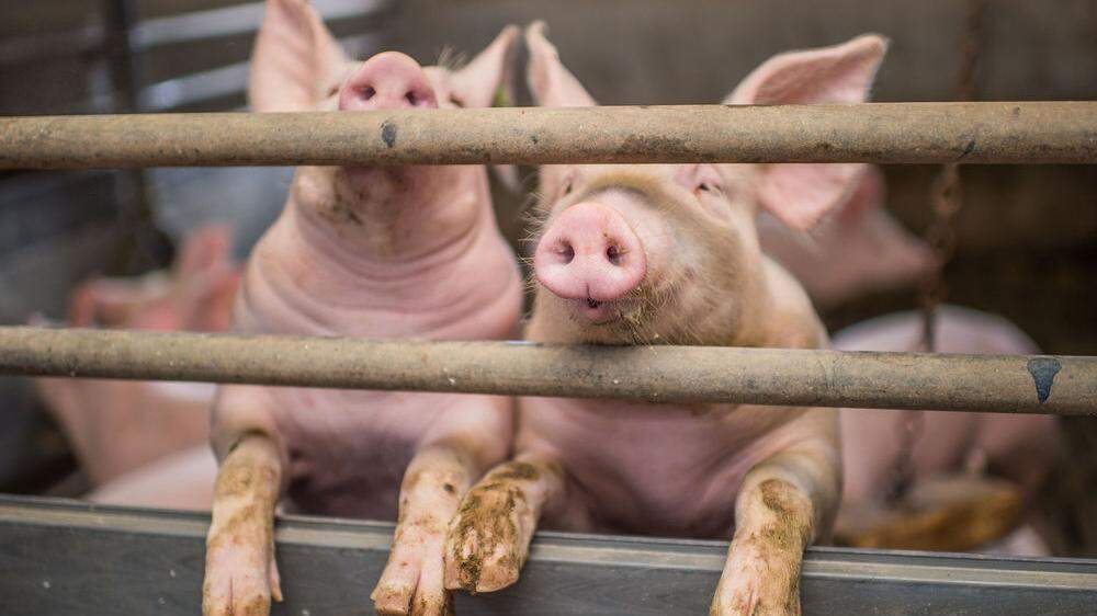Auch die Schweine am Betrieb Trummer in Gnas können am Samstag besichtigt werden